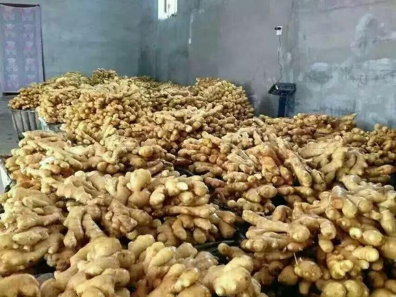 生姜[质廉价优]大黄姜产地批发质量保障代发全国