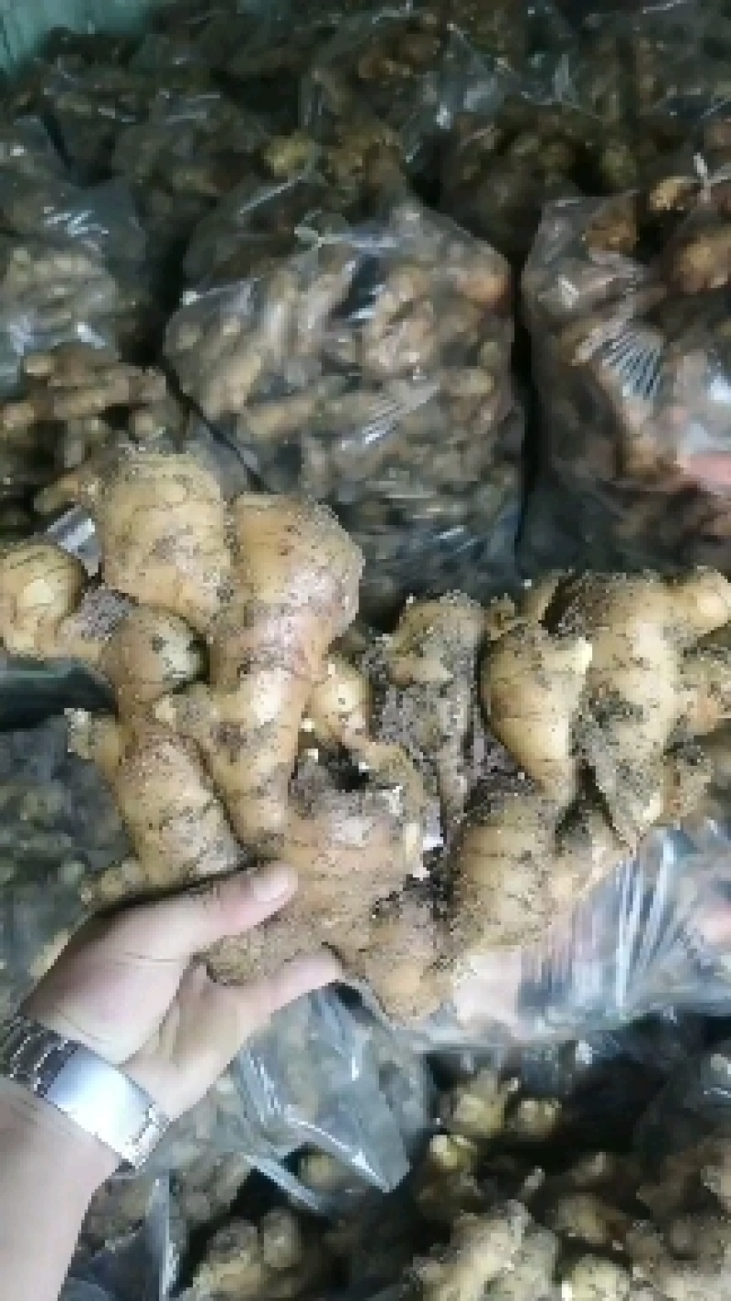 生姜[质廉价优]大黄姜产地批发质量保障代发全国