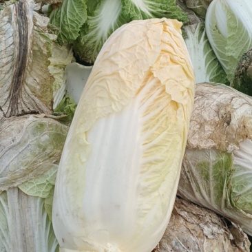 黄心娃娃菜，自家种植