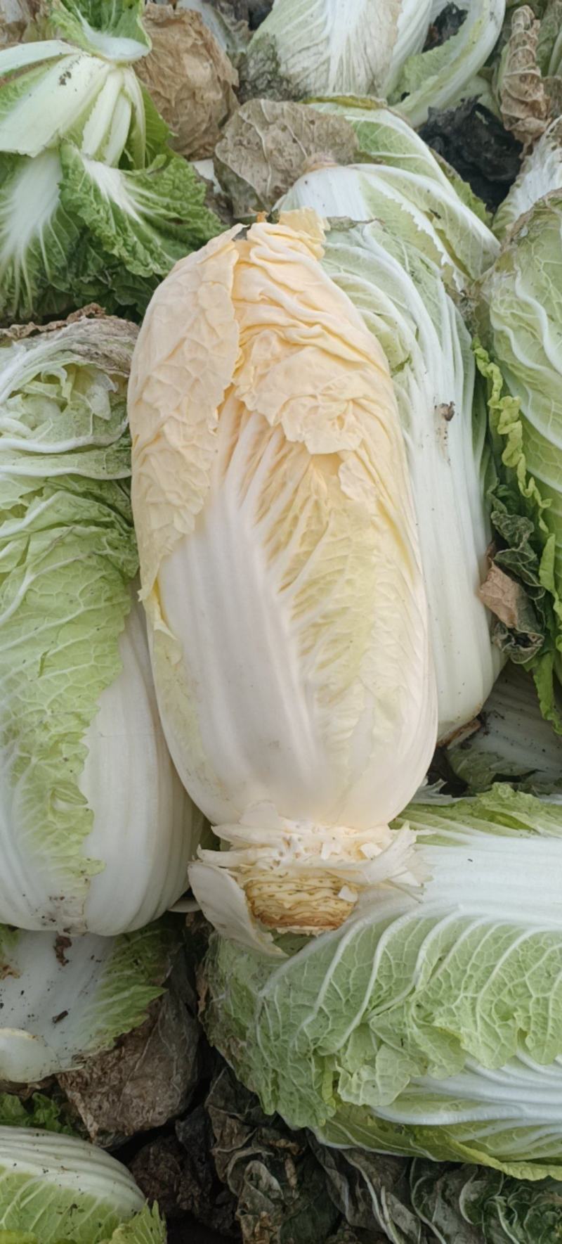 黄心娃娃菜，自家种植