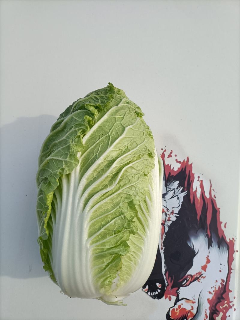 精品玲珑黄矮棵黄心白菜87/114白菜大量有货