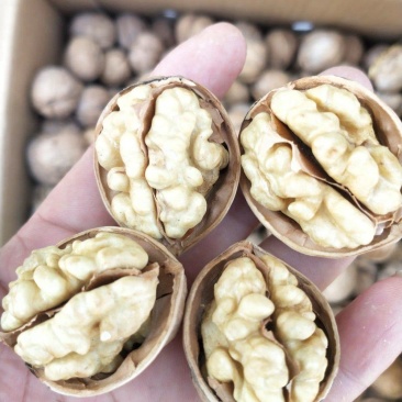 新疆纸皮核桃，有现货14万斤，急售。加个决对你想不到。