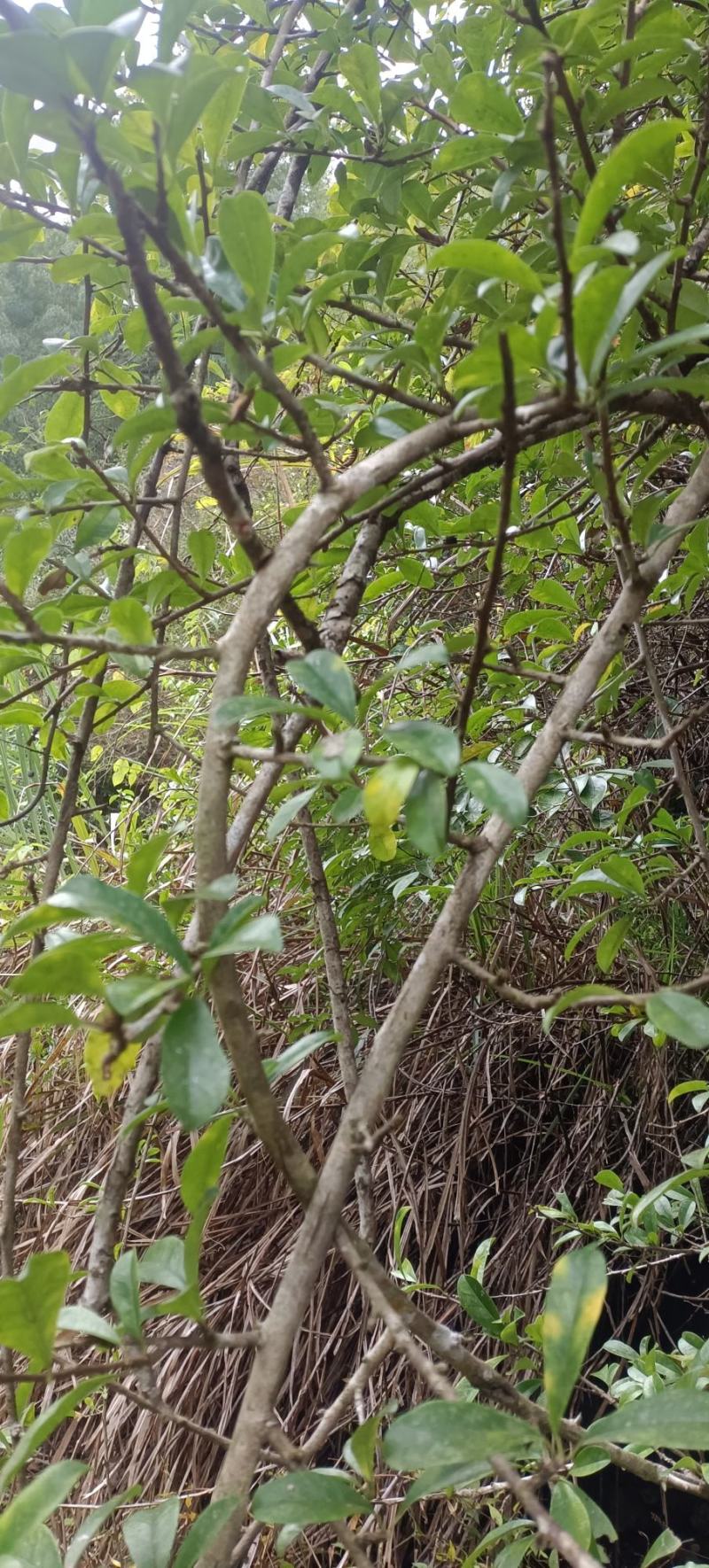 正中穿破石纯野生药效果非常好