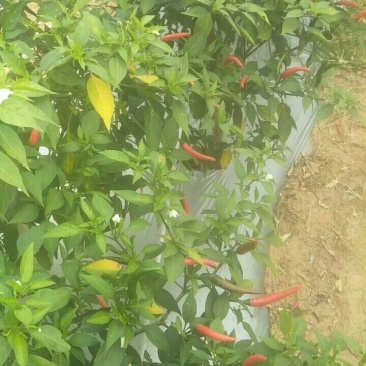 小米椒