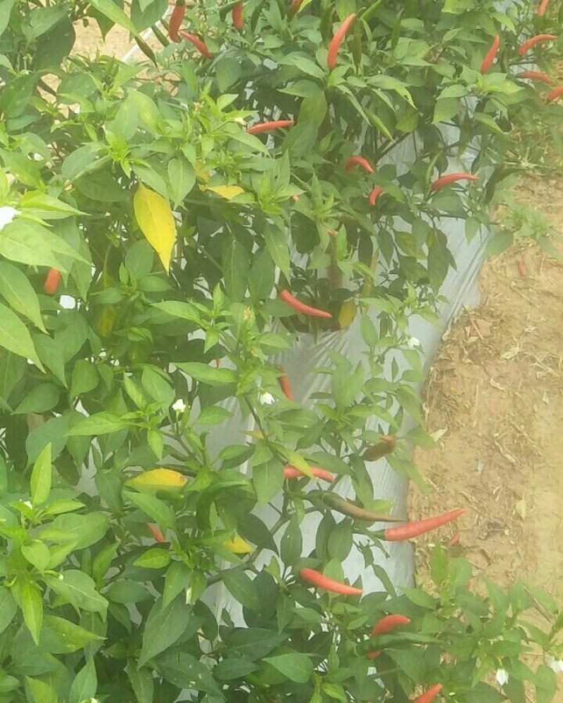 小米椒