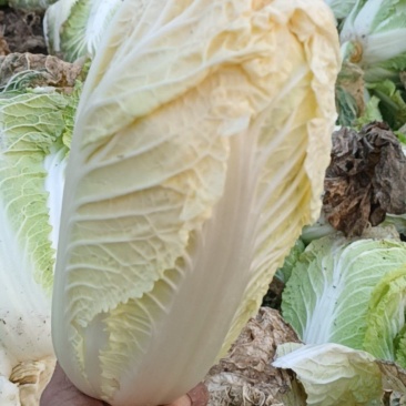 娃娃菜