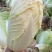 娃娃菜