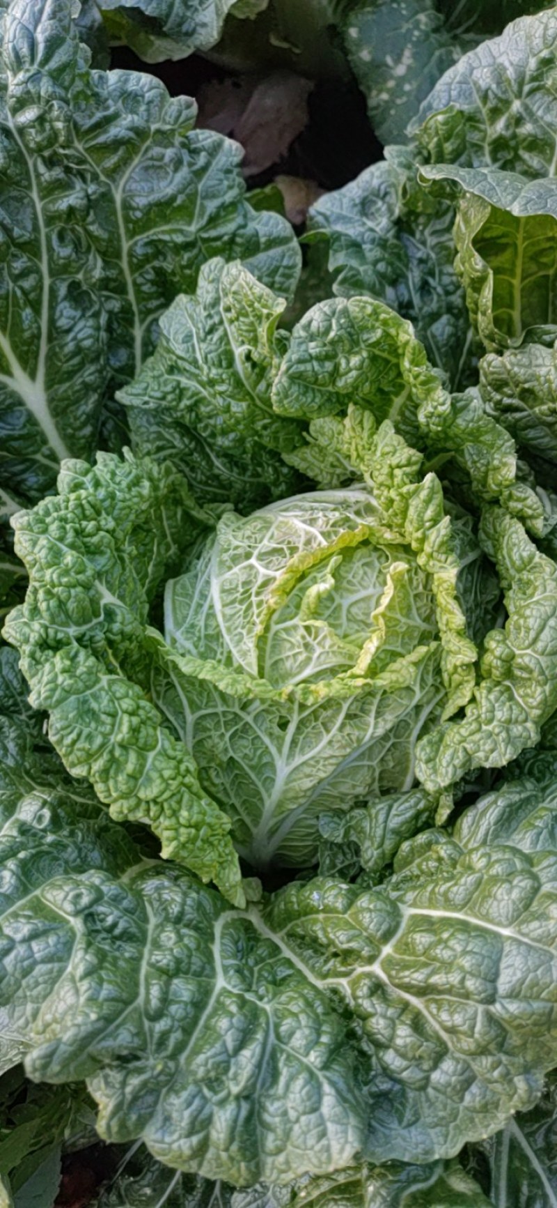 农村自家种植山地露天大白菜德高117，产地直销，量大从优