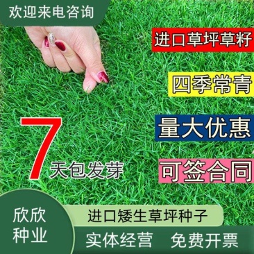 草坪草籽种子四季常青免修剪护坡固土马尼拉地毯草皮种籽绿化