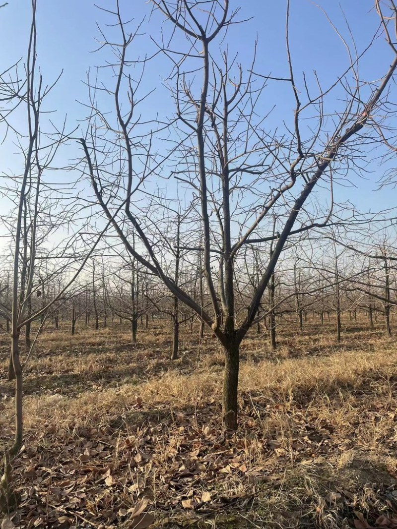 柿子树10-12公分，基地直销，山西吊红柿子树