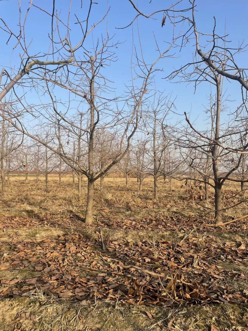 柿子树10-12公分，基地直销，山西吊红柿子树
