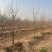 柿子树10-12公分，基地直销，山西吊红柿子树