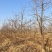 柿子树10-12公分，基地直销，山西吊红柿子树