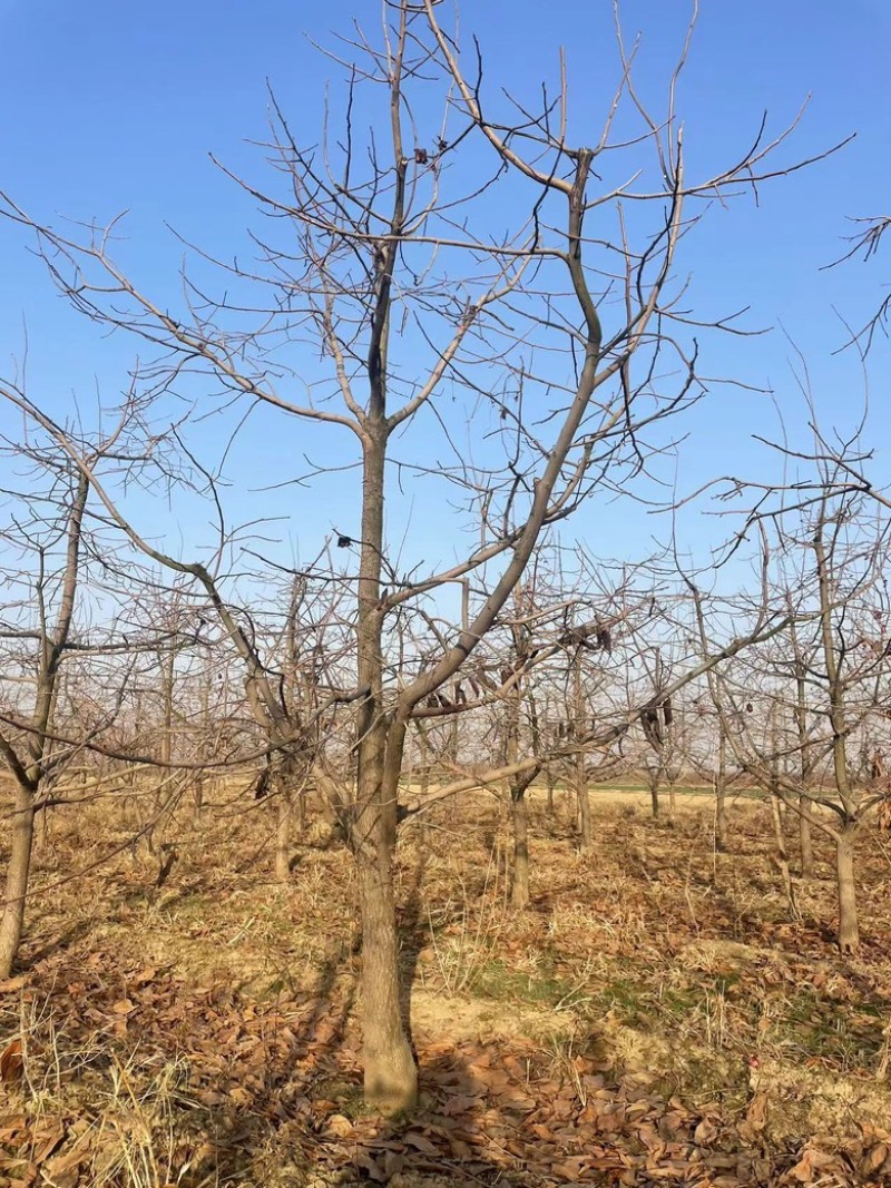 柿子树10-12公分，基地直销，山西吊红柿子树