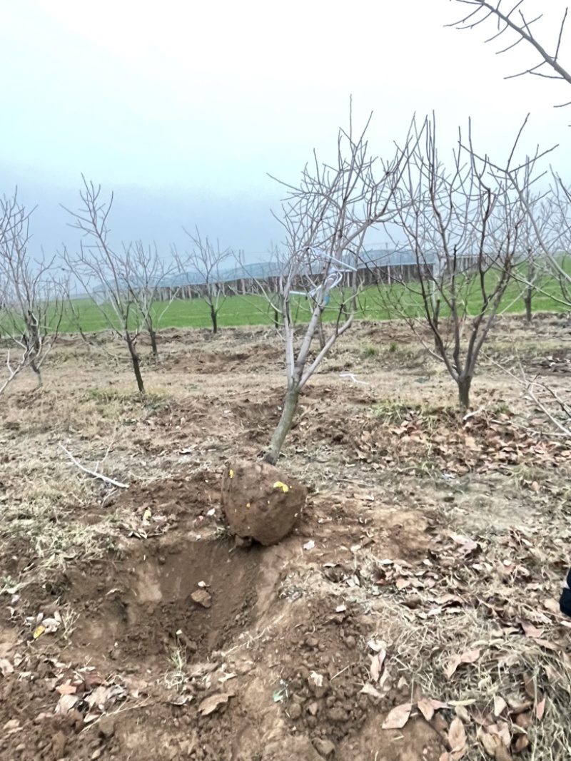 柿子树10-12公分，基地直销，山西吊红柿子树