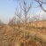 柿子树10-12公分，基地直销，山西吊红柿子树