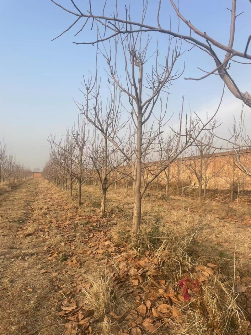 柿子树10-12公分，基地直销，山西吊红柿子树