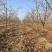 柿子树10-12公分，基地直销，山西吊红柿子树
