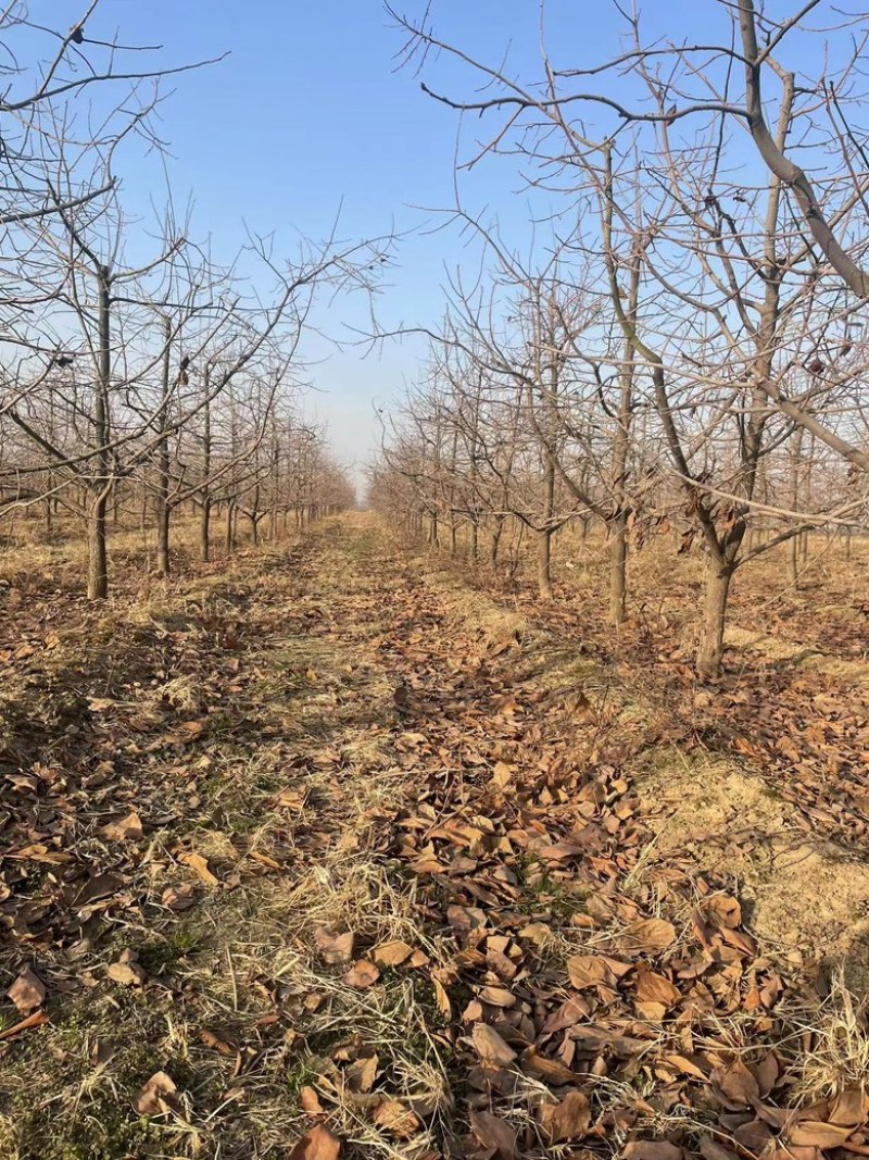 柿子树10-12公分，基地直销，山西吊红柿子树