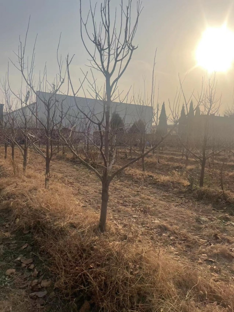 柿子树10-12公分，基地直销，山西吊红柿子树