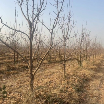 柿子树10-12公分，基地直销，山西吊红柿子树
