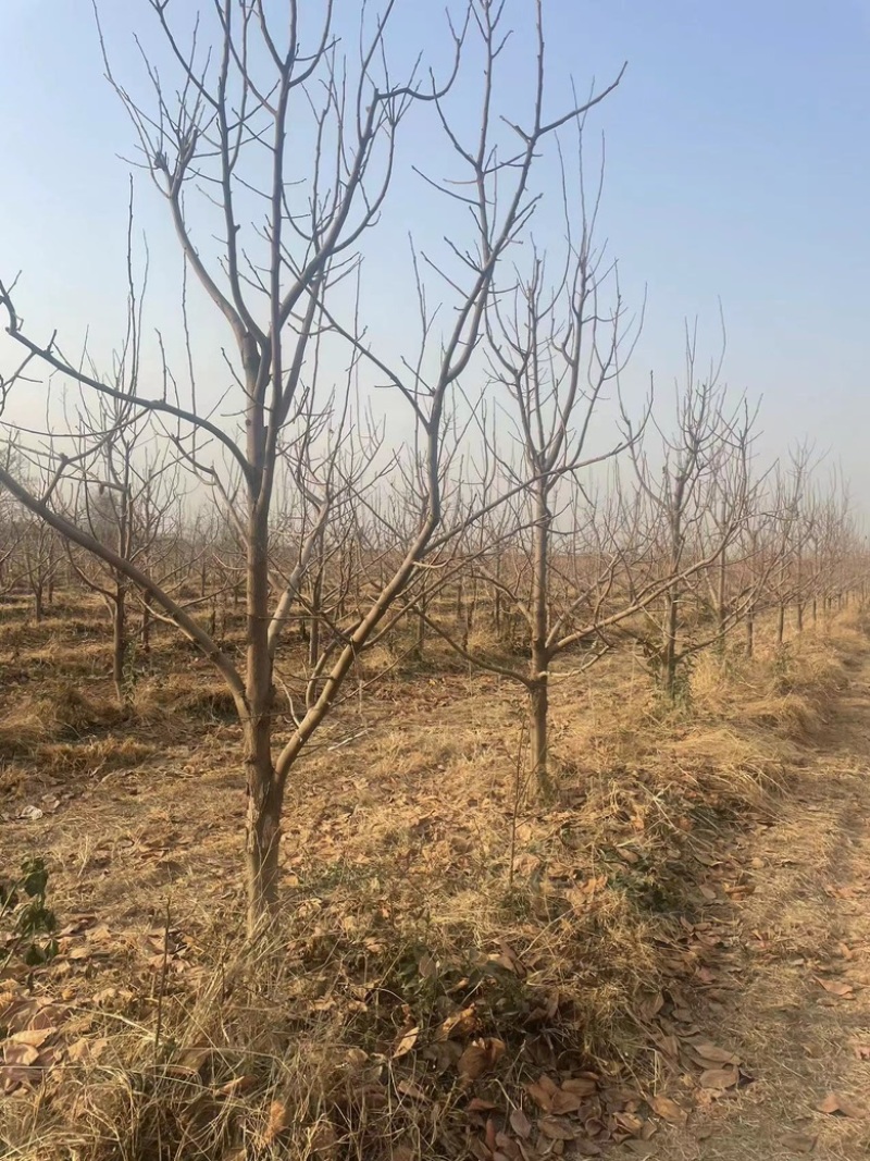 柿子树10-12公分，基地直销，山西吊红柿子树