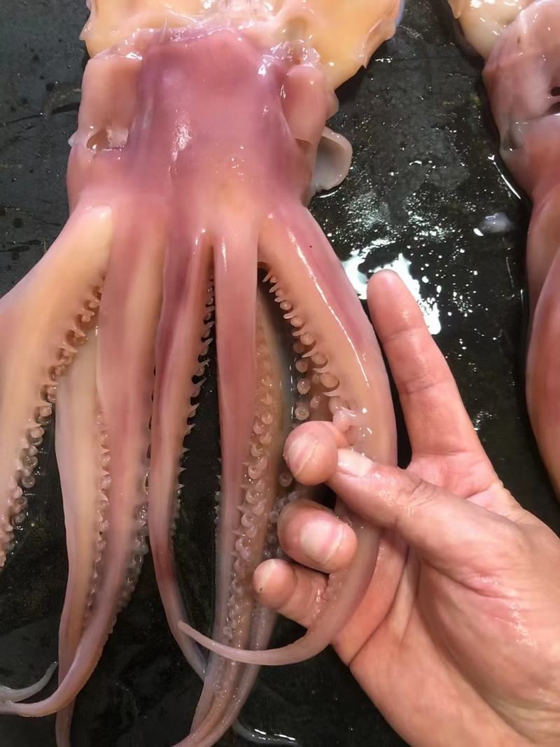 【新货】水发鱿鱼干烧烤鱿鱼黑鱿鱼干海鲜干货工厂直供