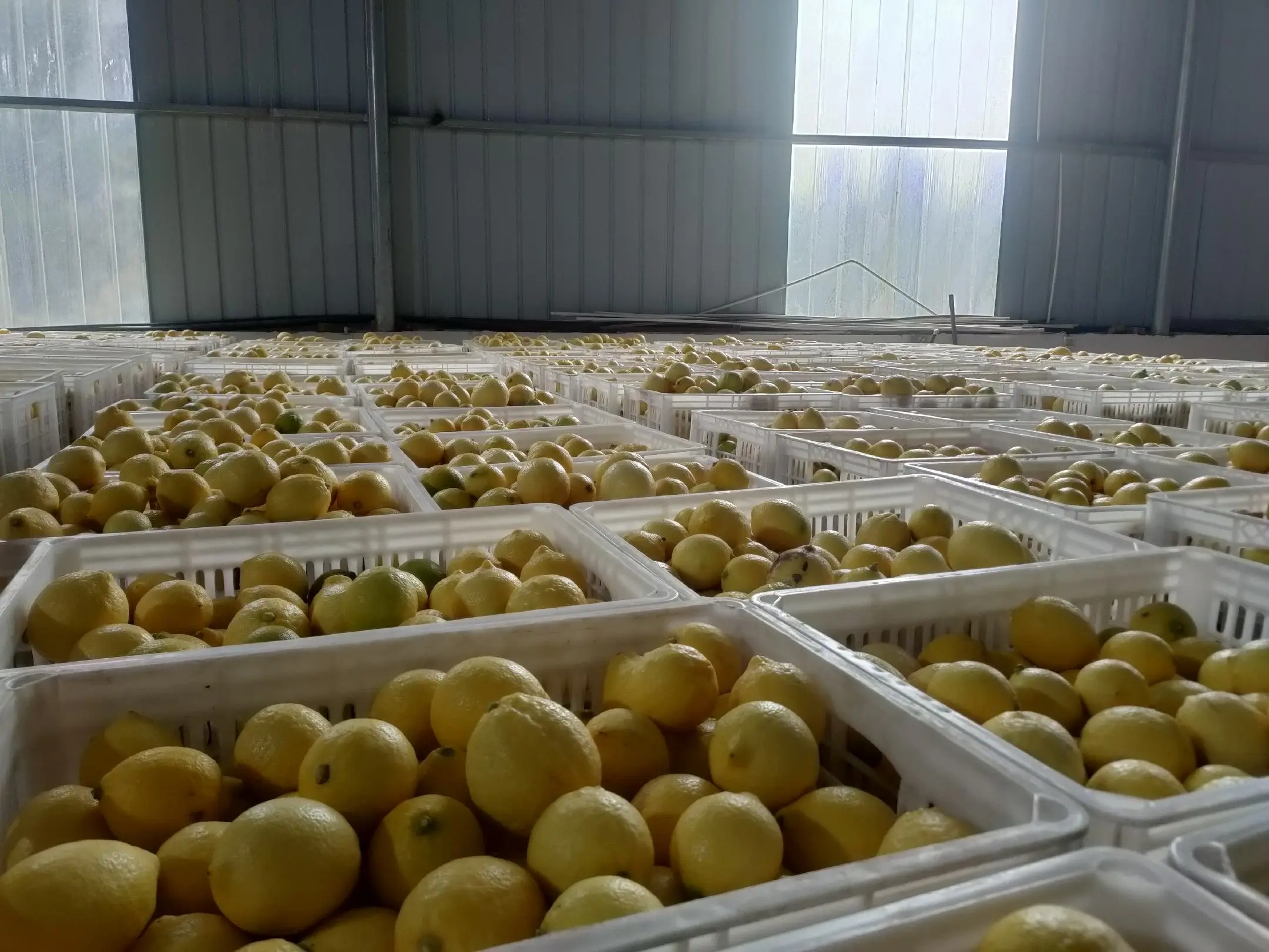 安岳柠檬品牌展示