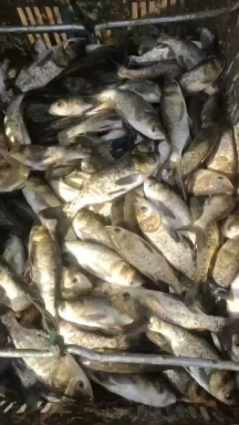 鲫鱼鲤鱼武昌鱼螺狮青四大家鱼送货到家质量有保证