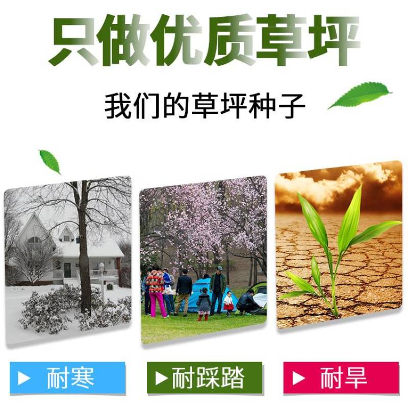 剪股颖种子匍匐型高尔夫球场别墅四季常青矮生草坪剪股颖草皮