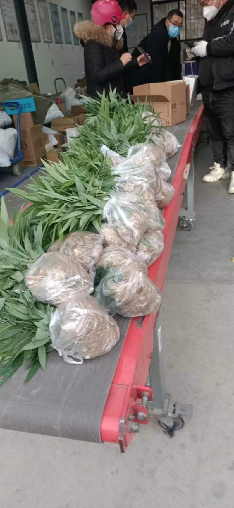 【好货】黄精种苗育苗基地直发可视频看货欢迎咨询