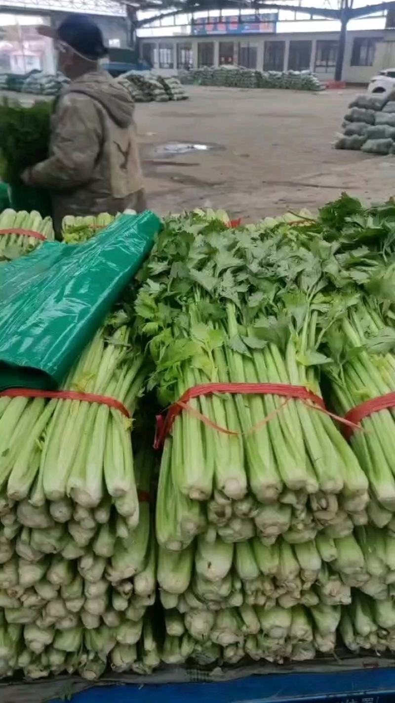 河北省昌黎县芹菜大量上市价格两毛产地直发