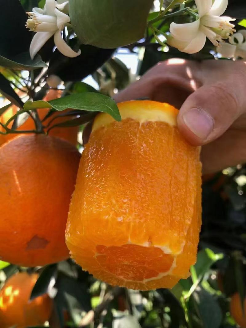 九月红果冻橙，产地一手货源爆汁纯甜果冻橙子欢迎客户联系我