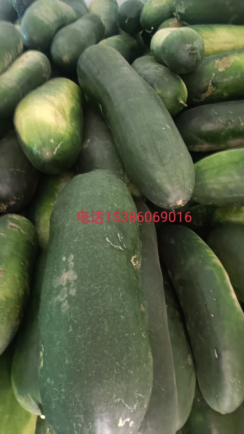 黑皮铁心冬瓜