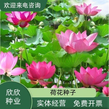 荷花种子红荷花莲子种子高产莲藕种苗食用池塘观赏河道绿