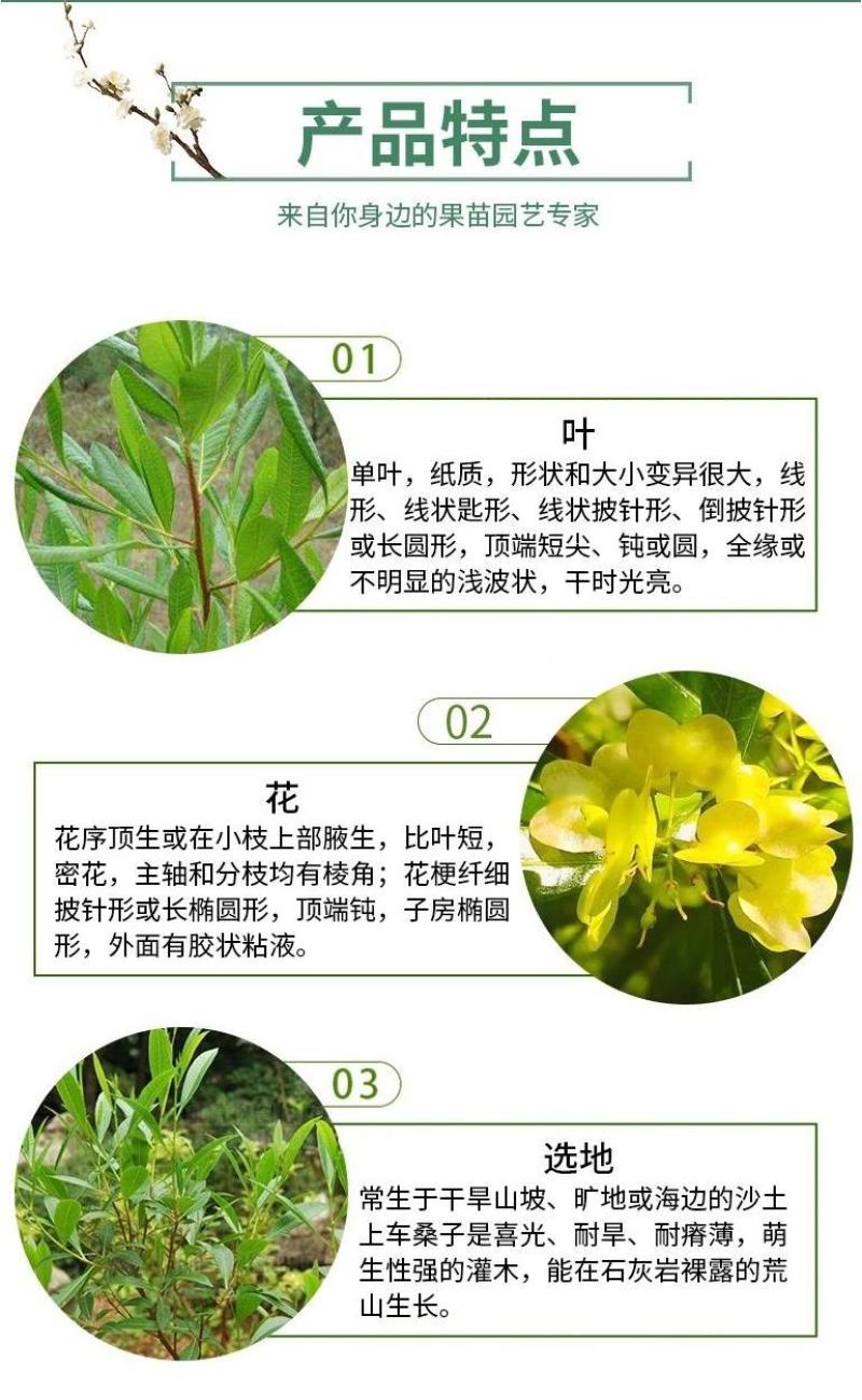 车桑子种子明油子种籽道路护坡灌木榨油入药荒地绿化水土保湿