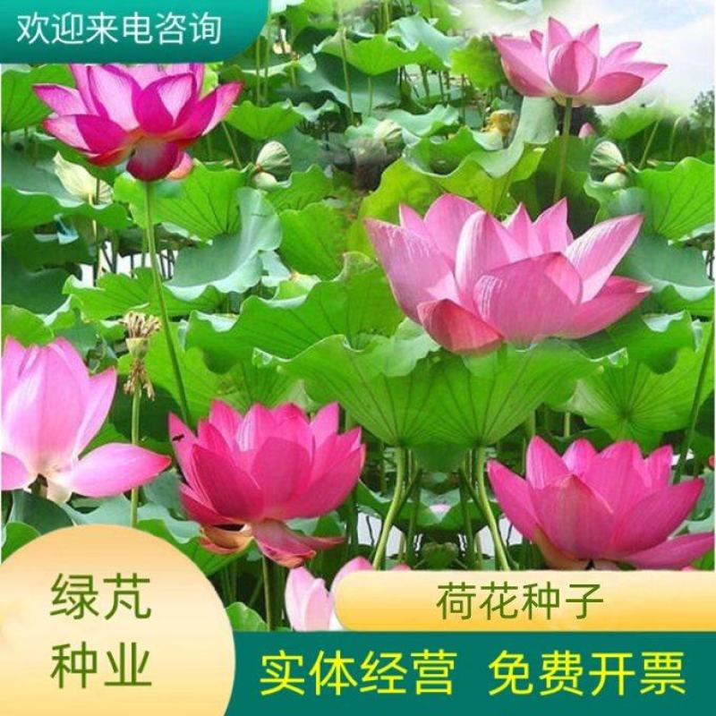 碗莲种子四季好养活室内室外阳台水培水养睡莲荷花盆栽植物花