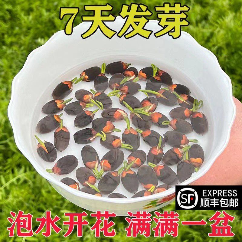 碗莲种子四季好养活室内室外阳台水培水养睡莲荷花盆栽植物花