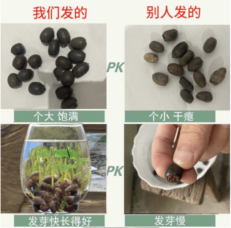 碗莲种子四季好养活室内室外阳台水培水养睡莲荷花盆栽植物花
