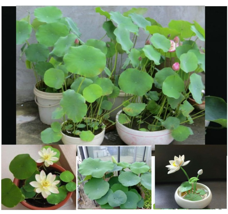 碗莲种子四季好养活室内室外阳台水培水养睡莲荷花盆栽植物花