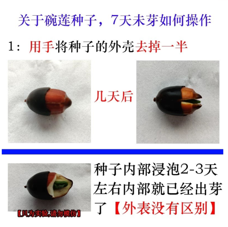 碗莲种子四季好养活室内室外阳台水培水养睡莲荷花盆栽植物花