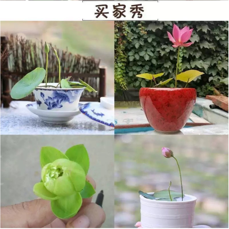 碗莲种子四季好养活室内室外阳台水培水养睡莲荷花盆栽植物花