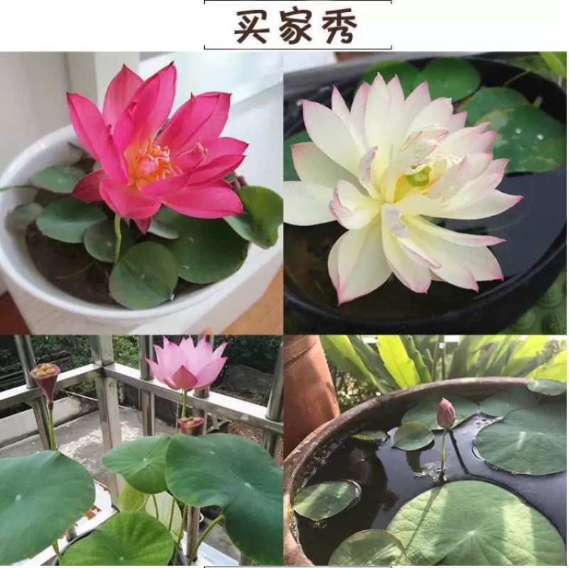 碗莲种子四季好养活室内室外阳台水培水养睡莲荷花盆栽植物花