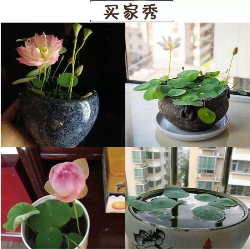 碗莲种子四季好养活室内室外阳台水培水养睡莲荷花盆栽植物花