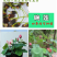 碗莲种子四季好养活室内室外阳台水培水养睡莲荷花盆栽植物花