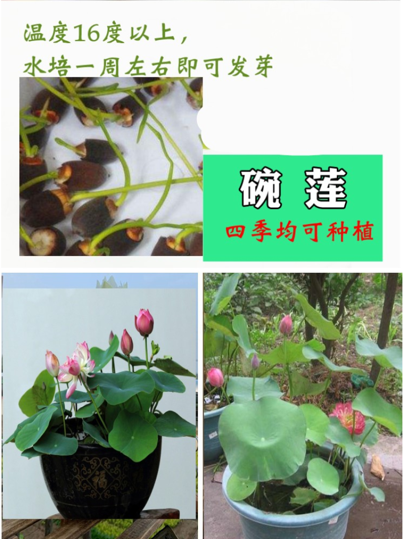 碗莲种子四季好养活室内室外阳台水培水养睡莲荷花盆栽植物花