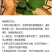 碗莲种子四季好养活室内室外阳台水培水养睡莲荷花盆栽植物花