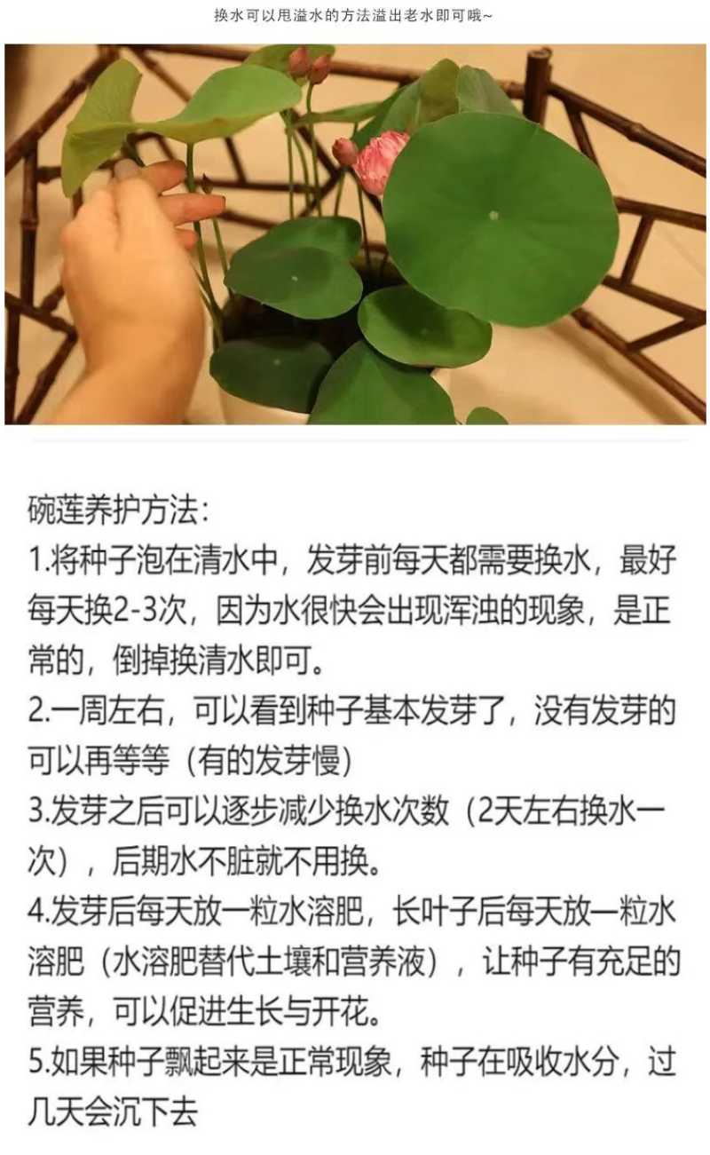 碗莲种子四季好养活室内室外阳台水培水养睡莲荷花盆栽植物花