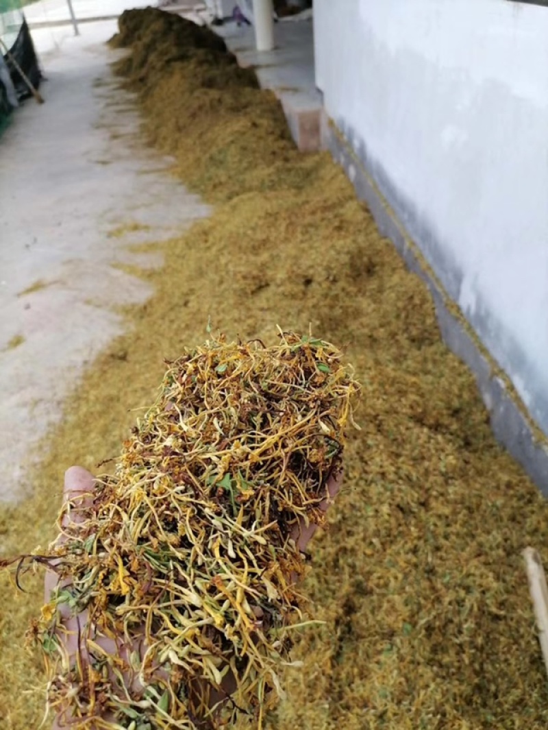 野生金银花