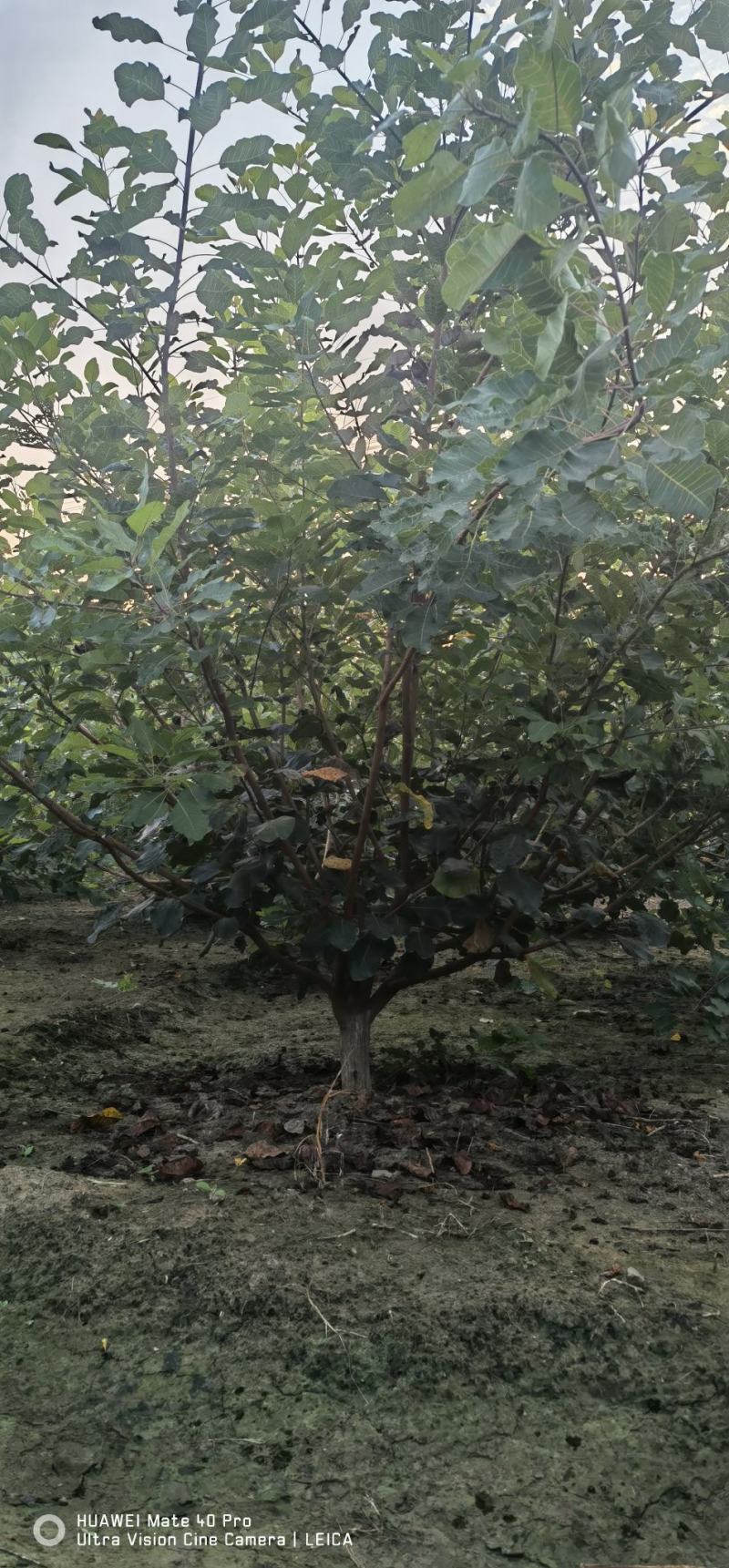 丛生黄栌